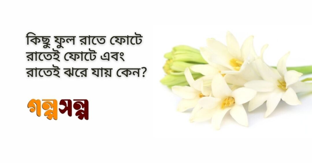 কিছু ফুল রাতে ফোটে রাতেই ফোটে এবং রাতেই ঝরে যায় কেন